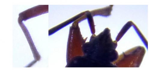 Réf. 204 050 : Eremocoris abietis